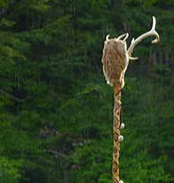 Staff